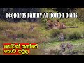 Rare sighting of Horton plans leopards family #leopard #cabs #animals