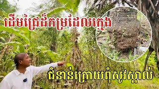 ដើមជ្រែដ៏កម្រដែលក្មេងជំនាន់ក្រោយពុំសូវស្គាល់ នេះគឺជាដើមជ្រែកំពុងផើ.ម. មានម្សៅពេញដើម