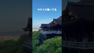 朝6時の開門と同時に清水寺を参拝したら、人ほとんど居ないしウグイスの鳴き声も聞こえてくるしで最高すぎた。 #ひとり旅 #京都旅行