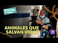 ¿Visitas con mascotas ayudan a pacientes hospitalizados? Nuevo proyecto del Hospital Militar Central