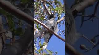 Noisy Miner preening in South East Queensland #shorts