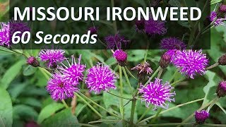 MISSOURI IRONWEED in 60 Seconds, Flowering Plant, Forest Park, St. Louis (Vernonia missurica)