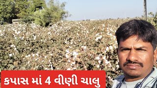 કપાસ માં 4 વીણી ચાલુ