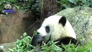 20150207圓仔意思意思玩一下灰桶交差 The Giant Panda Yuan Zai