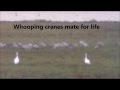 Endangered Whooping Cranes on the Texas Gulf Coast