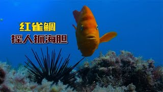 红雀鲷“摇人”抓海胆，偷吃什么的决不允许，必须通通给拱出去