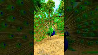 beautiful peacock @vlogerad77