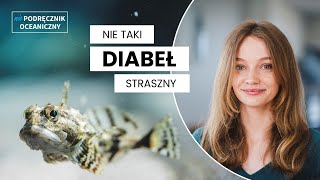 Nie taki diabeł straszny || Niepodręcznik Oceaniczny odc.185