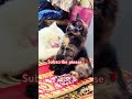 youtube subscribe cute cat reels video trending newsong india reaction election respect