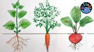 വ്യത്യസ്തയിനം വേരുകൾ I Root modification I ILLIAS PERIMBALAM I Science Malayalam