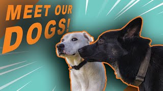 Meet My Dogs! | The Ablog Vlogs