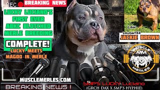 Muscle Merles American Bully Episode 16: JACKIE BROWN STUD REVEAL MuscleMerles.com