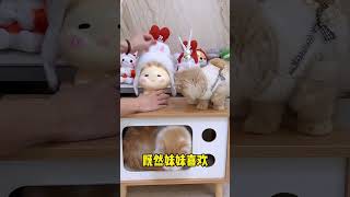 【小奶貓成長記】當家裡貓咪集體愛上帶頭套的後果