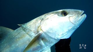 spearfishing  amberjack 10kg /   אינטיאס בצלילה חופשית