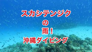 スカシテンジクダイの雨・キンメモドキ・沖縄ダイビング・スキューバダイビング