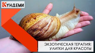 Экзотическая терапия: улитки для красоты