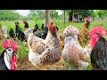 A diversidade de raças - O mundo das galinhas é incrível 🐓🐔🐥🥚