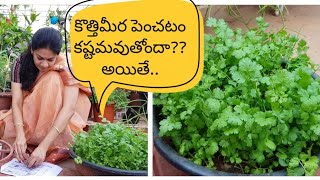 How to grow coriander at home successfully?కొత్తిమీరను సులువుగా పెంచడం ఎలా?#corriander #tips