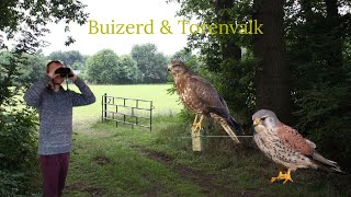 Vogel beginnerscursus deel 2 #2 - Buizerd \u0026 Torenvalk