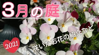 【庭に咲く花】2021年3月の庭の様子