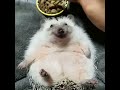 hedgehog eating