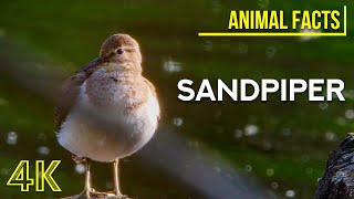 Amazing World of Wild Birds | Сommon Sandpiper - Fearless Little Diver | 4K Interesting Animal Facts