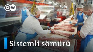 Almanya’da sömürülen mevsimlik ve sözleşmeli işçiler - DW Türkçe