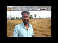 punjab farmer ਖੇਤਾਂ ਚ ਵਿਛੀ ਵਾਢੀ ਲਈ ਤਿਆਰ ਫਸਲ april 16 2019