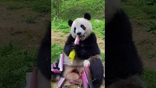 【panda】好像很美味😋大熊猫吃竹笋 panda eating bamboo shot, seems yummy