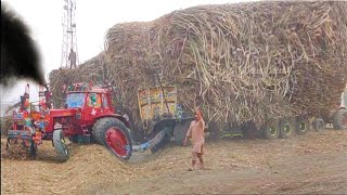 Belarus Tractor Biggest sugercane loaded trailer pulling on the yaarh || tractors wala