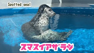 The spotted seal Mekabu sits well | Sumasui