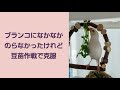 白文鳥 テレビの鳥さんと遊びたいっ♪ javasparrow