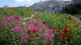 Purple Mountains Majesty