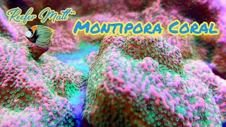 Montipora Coral Care in The SPS Reef Tank