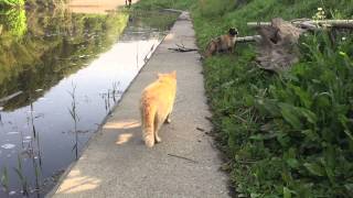 様子がおかしいニャーゴとミケ【亀山ダム野良猫ファミリー】How is funny stray cat