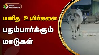 மனித உயிர்களை பதம்பார்க்கும் மாடுகள் | Cow | Chennai | PTT