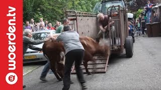 Woerden TV | Politie schiet dolle koe neer in Woerden