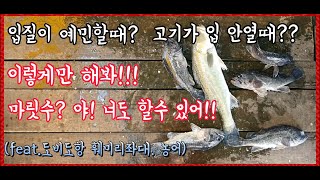 [sub][유터낚시]#12 도비도항 훼미리좌대 바다낚시 - 입질이 예민해? 이렇게 해봐!! 남들보다 몇마리는 더 잡을거야!! 야!너도 할수있어!!  저수온기 고기 많이 잡는법!!