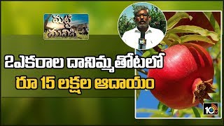 2ఎకరాల దానిమ్మతోటలో రూ 15 లక్షల ఆదాయం | Pomegranate Cultivation | Matti Manishi | 10TV News