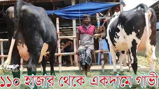 আসলাম ভাইয়ের একদামে গাভী।১১০ হাজারে বাচ্চাসহ মুন্ডি গাভী পাবেন।৫ টি দুধের ও ৭ টি প্রেগন্যান্ট গাভী।