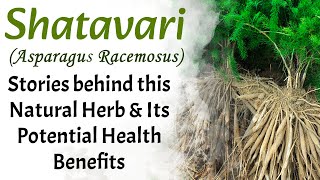 Shatavari (Asparagus racemosus) - Stories behind this Natural Herb \u0026 Its Potential Health Benefits