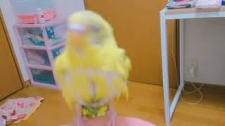 水浴び後のセキセイインコ