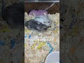 仲良しハムちゃんズ🐹🫶🐹 subscribe shorts pet hamsters かわいい