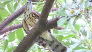 20190820 無腳環小鳳頭堅持抓松鼠，卻屢戰屢敗！大安森林公園鳳頭蒼鷹Crested Goshawk