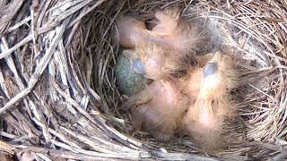 Новорожденные птенцы дрозда белобровика, chicks of redwing