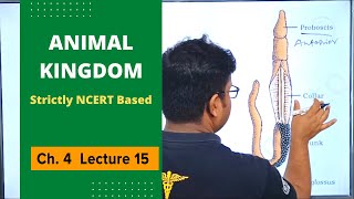 Phylum Hemichordata - Animal Kingdom | NCERT Class 11 | For NEET | Biology Video Lectures