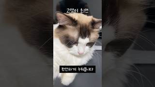 고양이 최면걸기