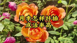 月季花怎样扦插成活率高？简单4步，一个小窍门，生根快成活高