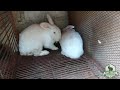 accouplement des lapins