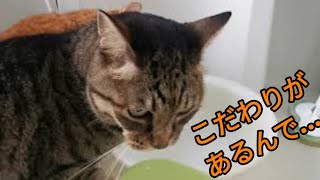 猫、また新しい水の飲み方を生み出してしまう